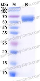 AHC93401, SDS-PAGE