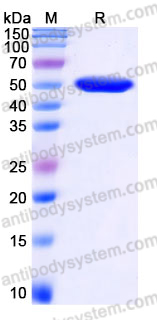 YHH38906, SDS-PAGE