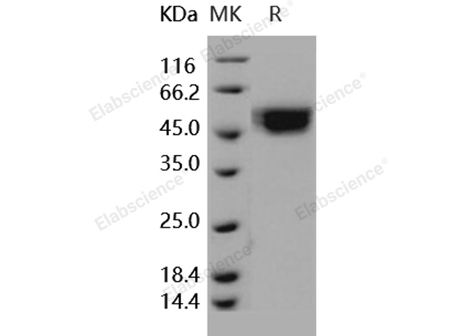 Валидация Elabscience PKSH031826(2455)