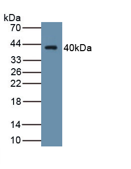 52604