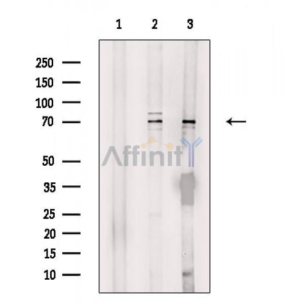 Валидация Affinity DF9761 - 22589