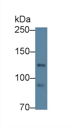 12568
