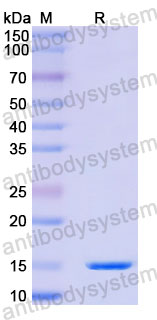 Валидация SDS-PAGE - AntibodySystem RHB42601