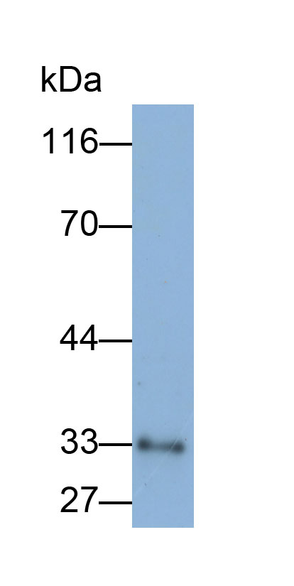33469