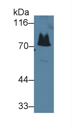 28321