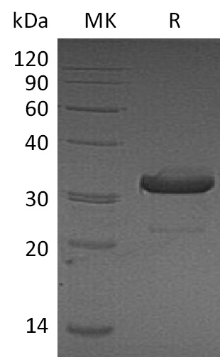 Валидация Elabscience PKSM041328(5223)