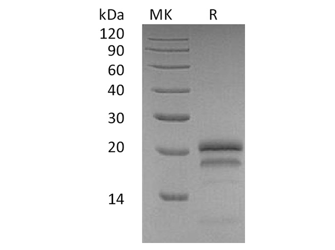 Валидация Elabscience PKSH033475(3782)