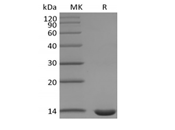 Валидация Elabscience PKSM041419(5294)