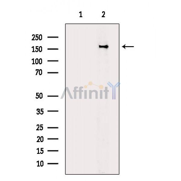 Валидация Affinity AF6937 - 4119