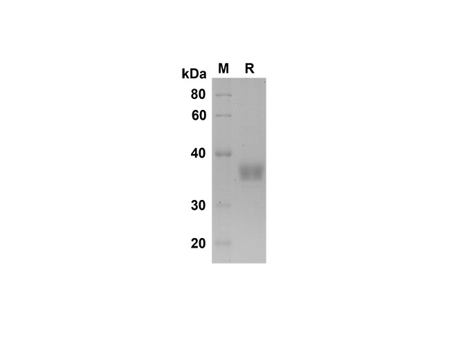 Валидация Elabscience PDMM100155(1115)