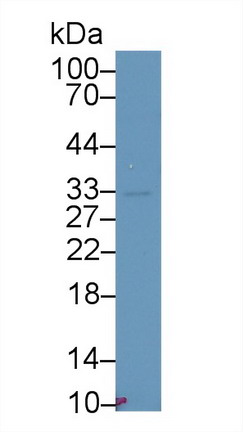 9506