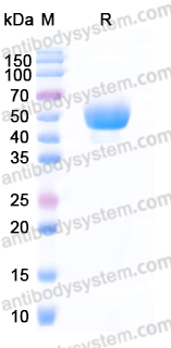 AHD65202, SDS-PAGE