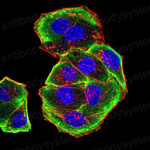 Валидация IF - AntibodySystem RHA36105 (44)