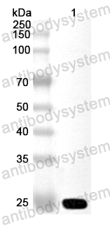 Валидация AntibodySystem PHA95101