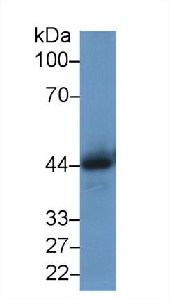 15265