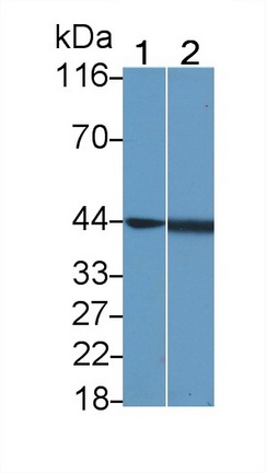 51153
