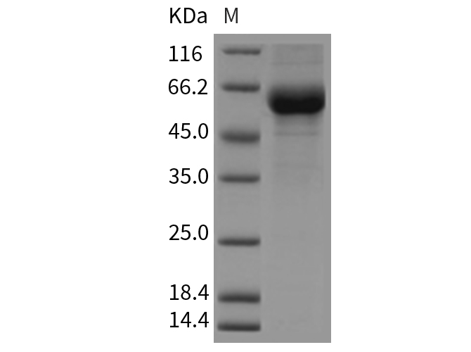 Валидация Elabscience PKSM040377(4378)