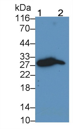 53278