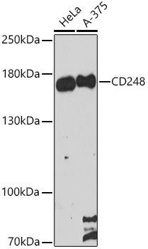 Валидация Elabscience E-AB-90458