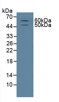 8264