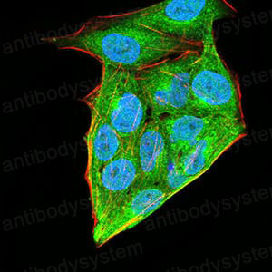 Валидация IF - AntibodySystem RHD93803