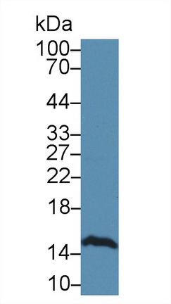 14631