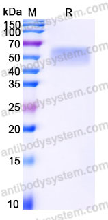 EHG53801, SDS-PAGE