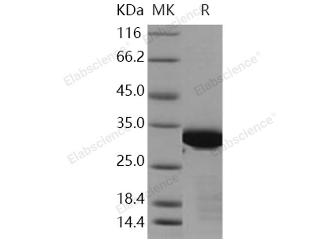 Валидация Elabscience PKSH030910(1741)