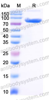 EHB95902, SDS-PAGE