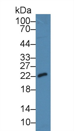 25097