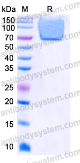 EHE06802, SDS-PAGE
