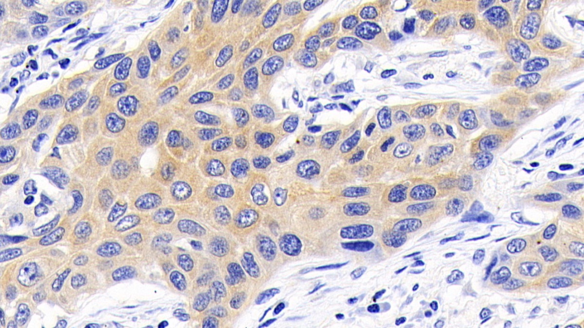 25288