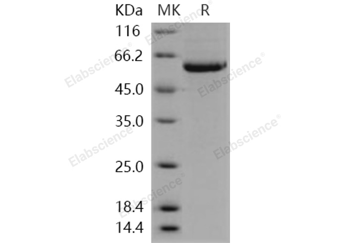 Валидация Elabscience PKSH030365(1303)