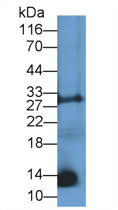 26233