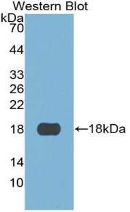 55165