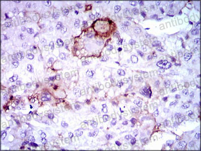 Валидация AntibodySystem RHC33403 (900)