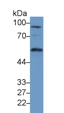 13269