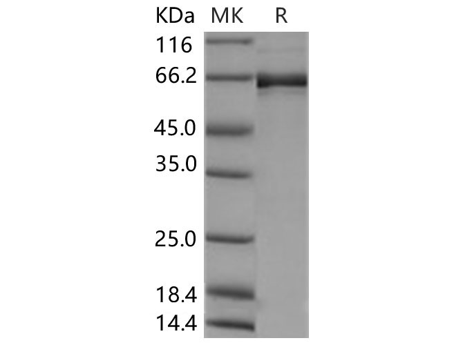 Валидация Elabscience PKSH030383(1319)