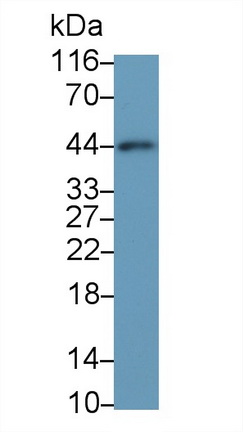 26938