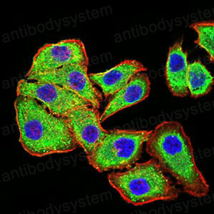 Валидация IF - AntibodySystem RHA35201 (40)