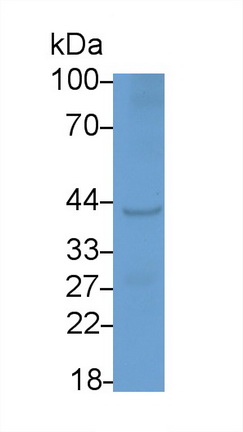 21232