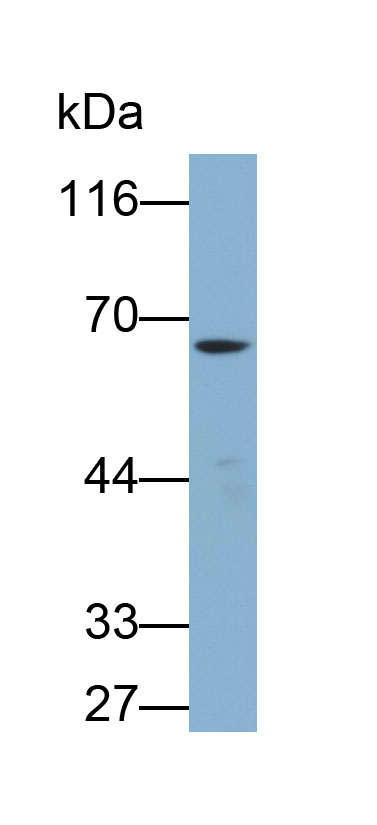 32542