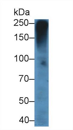 13157