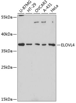 Валидация Elabscience E-AB-65447
