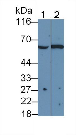8388