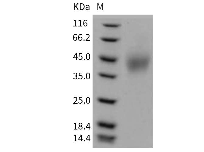Валидация Elabscience PKSM040764(4735)