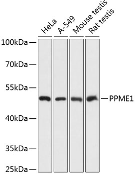 Валидация Elabscience E-AB-64450