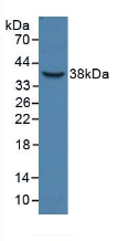 56570