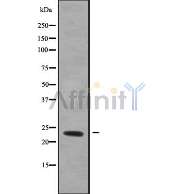 Валидация Affinity DF9811 - 22686