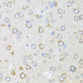Валидация Elabscience E-AB-67083